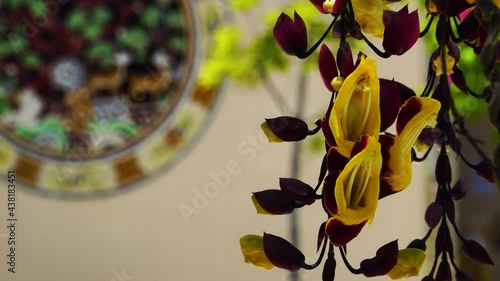 Close up of Mysore trumpetvine flowers with mosaic in blurred background. Static photo