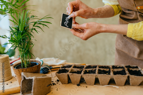 Growing fresh bio produce indoor. Female hand writes in chalk on a tablet plant name. close-up of seedling pots with nameplate for plant names. photo