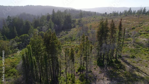 Drone Footage of coastal redwood treetops in the forest mountains.