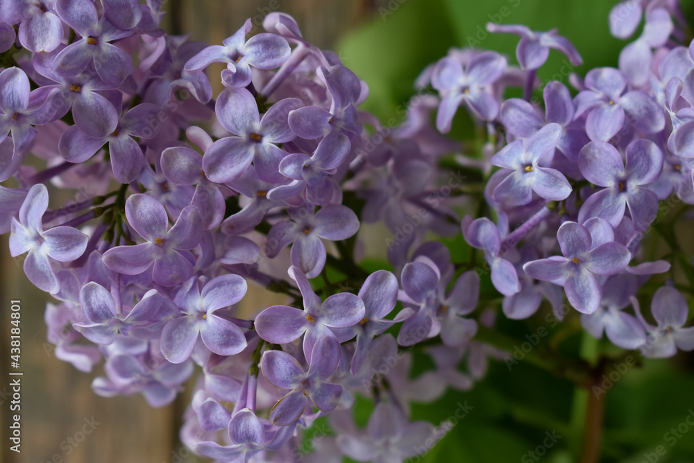 a lilac bush with open flowers of a delicate purple color with green leaves.macro a lilac bush with open flowers of a delicate purple color with green leaves.macro