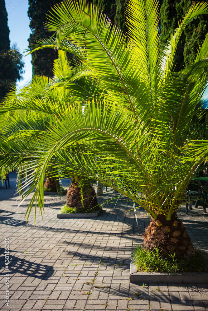 palm trees and tropical greens palm trees and tropical greens