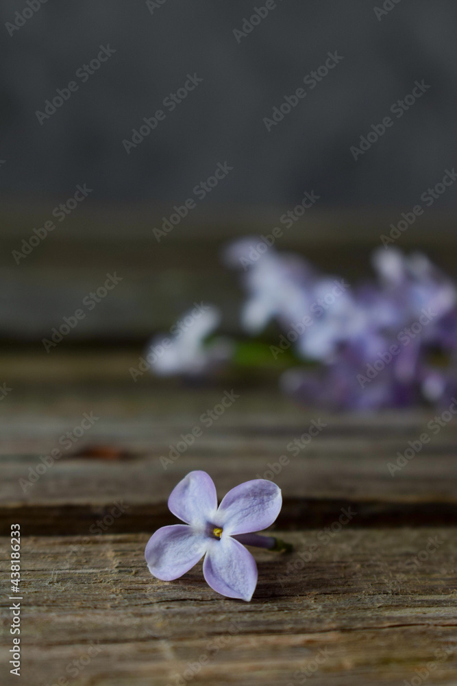 a lilac flower from lilac lies in a crack on a wooden board. vertically