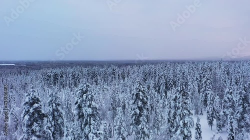 Aerial drone view over snow covered trees and wilderness, in dark, gloomy Lapland photo