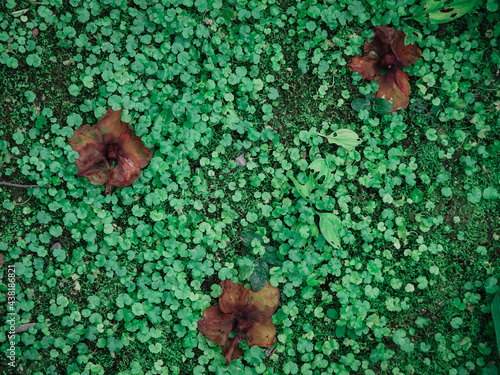 Wilted flowers scatterd on green microgreeen grass plant photo