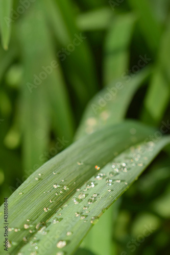 transparent water droplets sparkle in the sun on a leaf in the sunlight, macro.Morning dew drops in the open air.beautiful image of nature