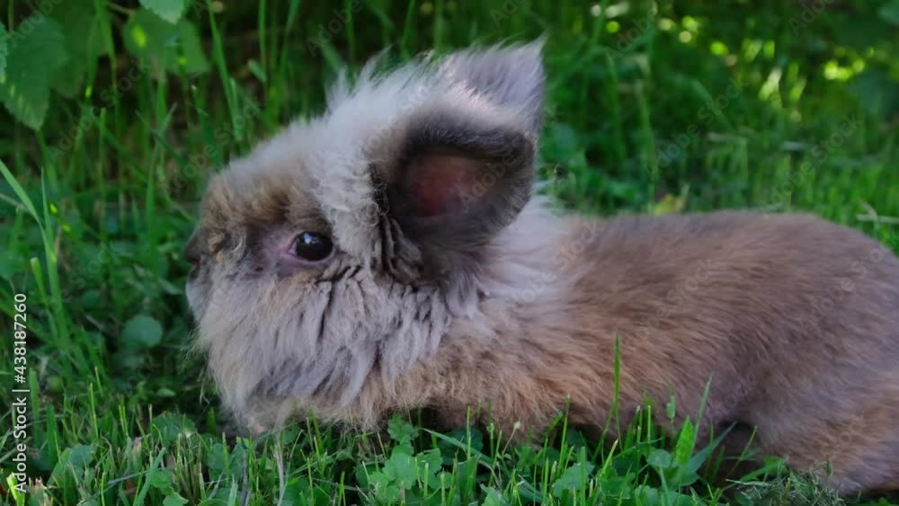 one decorative rabbit with small ears and a brown-gray color lies under the bushes on the green grass and dishears, looks around, gets up and starts to leave, a warm summer sunny day, slow-motion one decorative rabbit with small ears and a brown-gray color lies under the bushes on the green grass and dishears, looks around, gets up and starts to leave, a warm summer sunny day, slow-motion