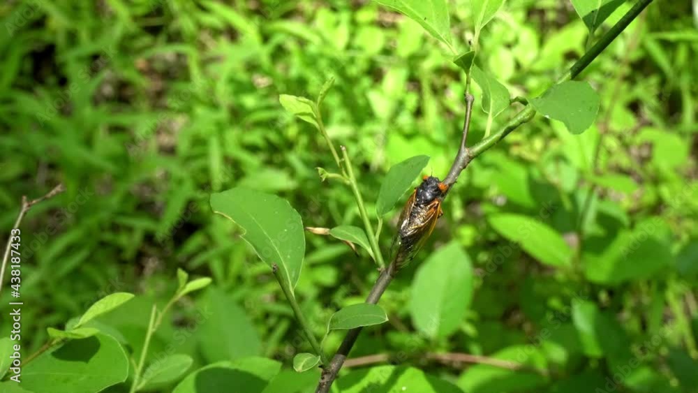 17-year periodical cicada (Brood X) from 2021 sitting on tree sapling.
