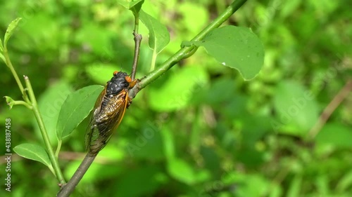 Close-up of 17-year periodical cicada (Brood X) from 2021 sitting on tree sapling. photo