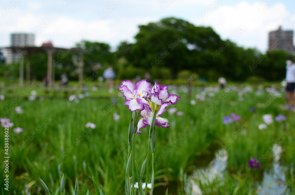 紫と白の菖蒲