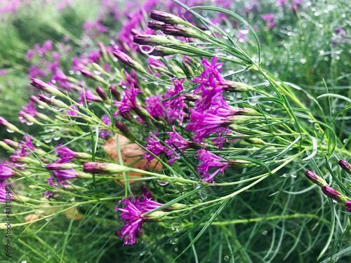 Bright purple flowers after rain in the garden. Vernonia lettermannii Iron Butterfly. Blurry background photo