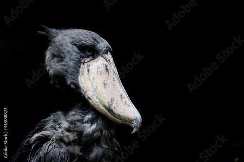 ハシビロコウ
Balaeniceps rex