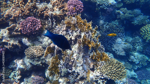 Green birdmouth wrasse or Indian birdmouth wrasse (Gomphosus caeruleus. Invalid synonym: Gomphosus caeruleus klunzingeri) undersea, Red Sea, Egypt, Sharm El Sheikh, Nabq Bay photo