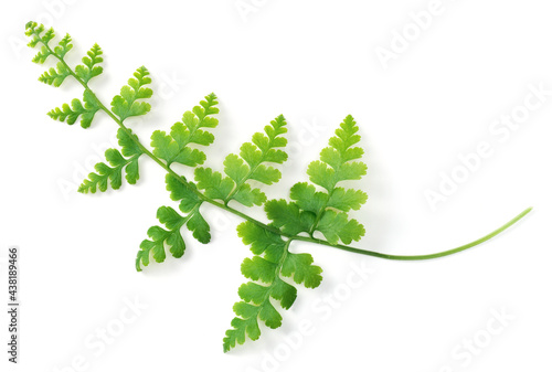 single fresh fern leaves isolated on white background, top view