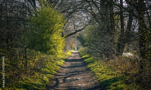 footpath in the woods