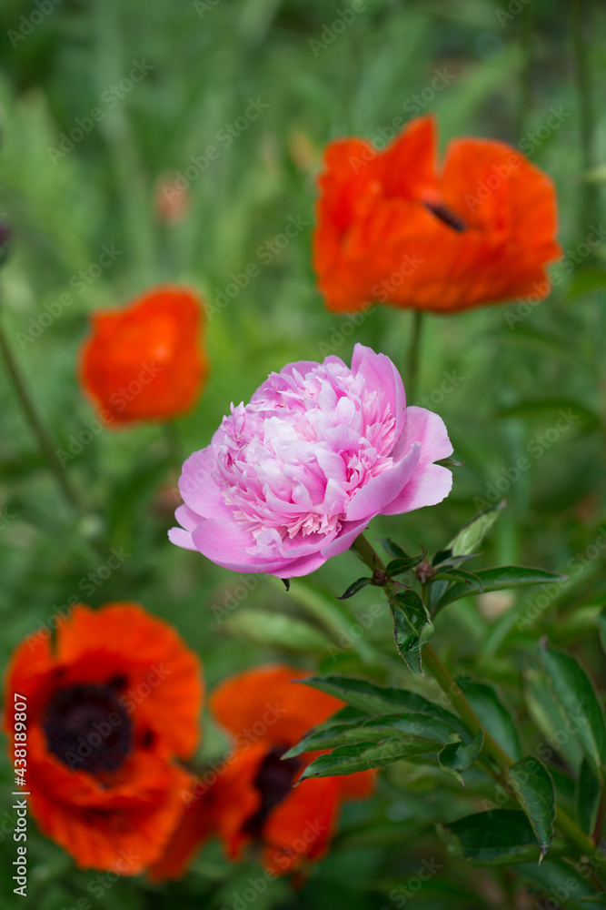red poppies and a pink peony flowers in a Victorian-era garden red poppies and a pink peony flowers in a Victorian-era garden
