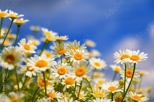 Summer white wildflowers and clouds.