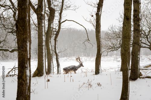 Fototapeta Naklejka Na Ścianę i Meble -  Fallow deer (Dama dama) in a snow covered landscape of the dunes of Amsterdam in The Netherlands. Trees are in the foreground and background.