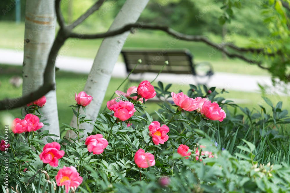 hot pink peonies in bloom under the shade of a birch tree and sumach shrub with out of focus park bench in the mid-ground and trees in the back