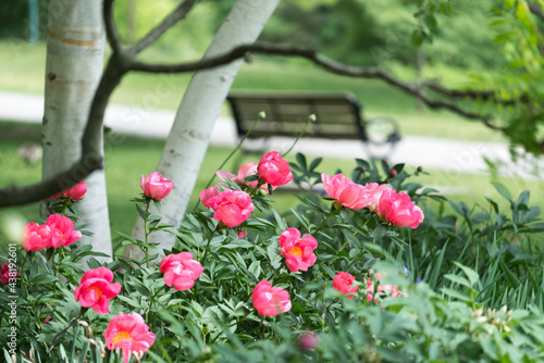 hot pink peonies in bloom under the shade of a birch tree and sumach shrub with out of focus park bench in the mid-ground and trees in the back