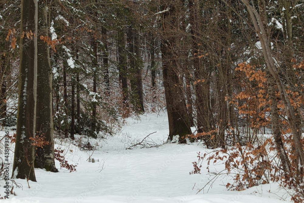 Fototapeta premium verschneite Landschaft, Schweiz im Winter