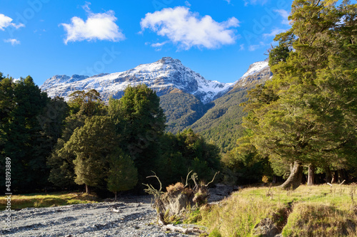 Landscape in the South Island of New Zealand. Native beech forest, a rocky riverbed, and the snowy mountains of the Southern Alps