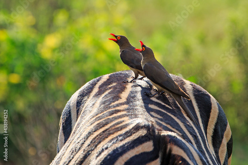 Two Red-billed Oxpeckers sitting on a Zebra