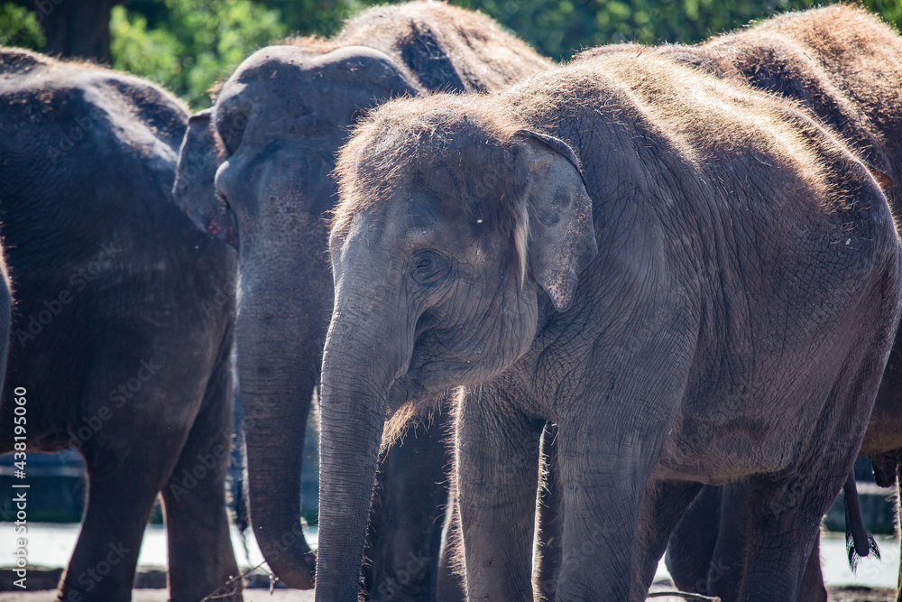 Naklejka premium Elefant