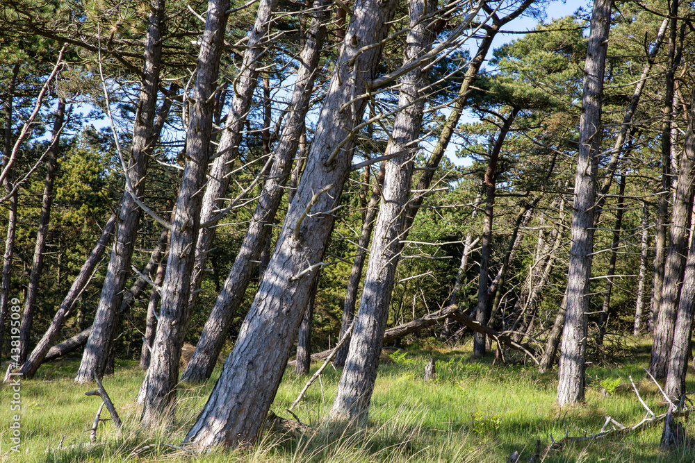 Obraz premium Schiefe, windverwehte Bäume.