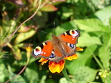 Peacock eye butterfly on flower