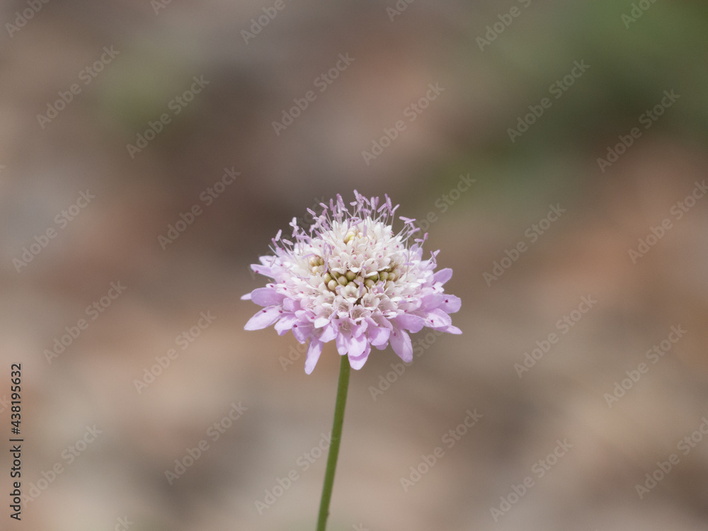 flower with blurred background flower with blurred background