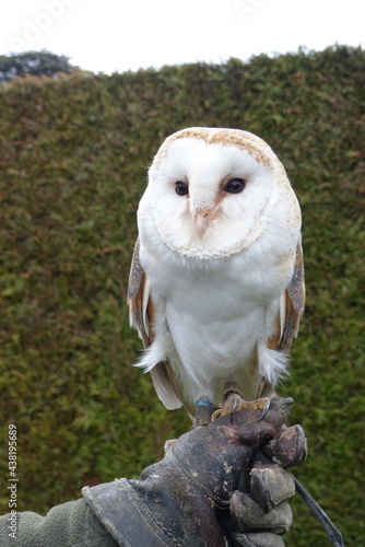 Owl on hand 