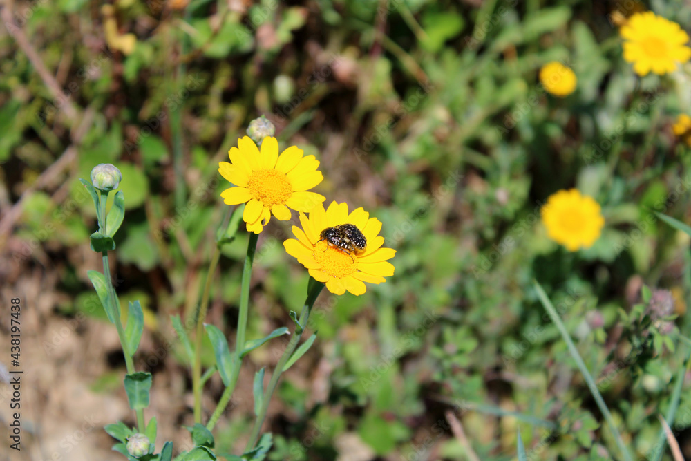 Accoppiamento di due Oxythyrea funesta insetto impollinatore sopra fiore giallo Accoppiamento di due Oxythyrea funesta insetto impollinatore sopra fiore giallo