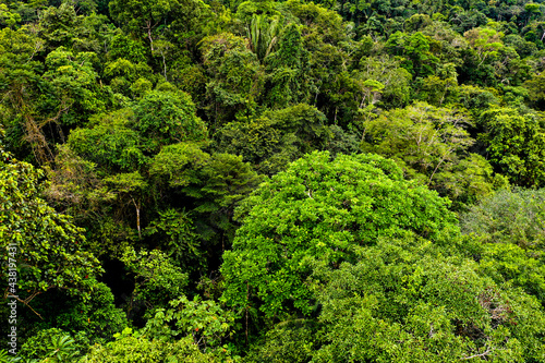 Aerial view of the tree canopy of a tropical rainforest or the Amazon rainforest