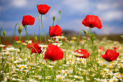 Beautiful field of red poppies