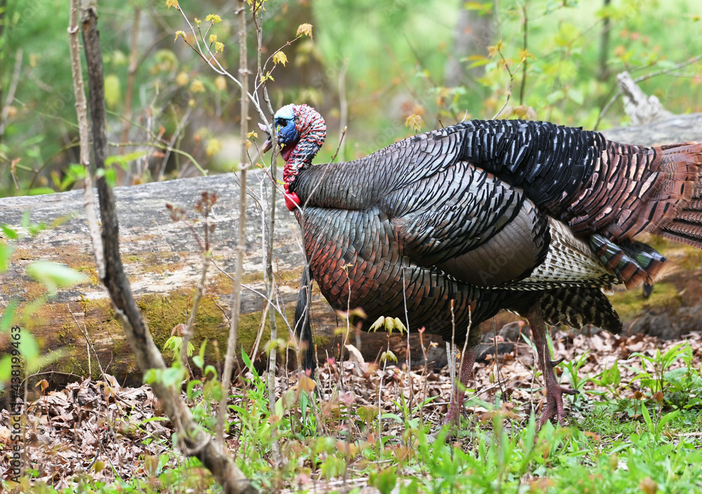 Fototapeta premium Walking Turkey