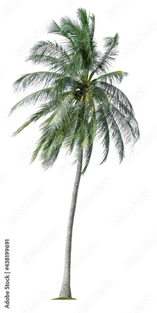 Fototapeta premium Beautiful coconut palm tree isolated on white background. Suitable for use in architectural design or Decoration work.