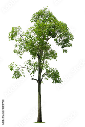 Beautiful tree isolated on white background. Suitable for use in architectural design or Decoration work.