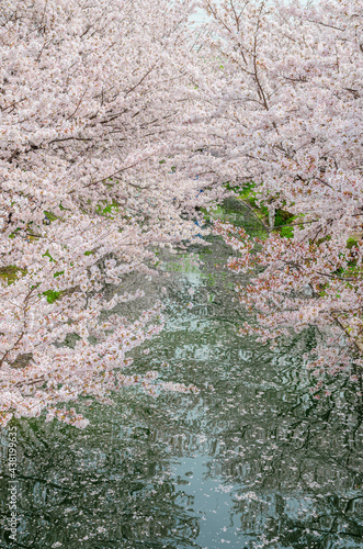 京都の宇治川派流域の桜