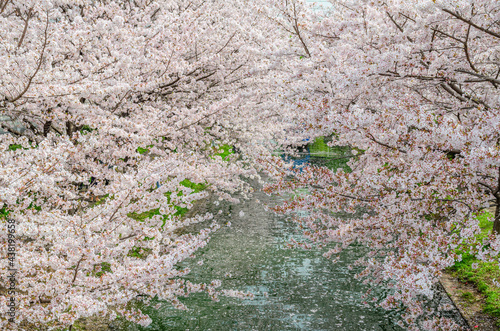 京都の宇治川派流域の桜