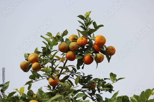 fruta tangerina mixirica bergamota - citrus reticulata