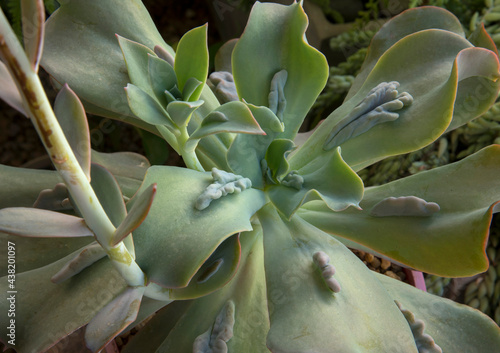 Exotic hybrid succulent plants. Top view of an Echeveria gibbiflora Caronculata rosette of green leaves with many caruncles. photo