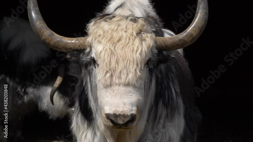 Front view of big yak with large horns - Close up slow motion shot