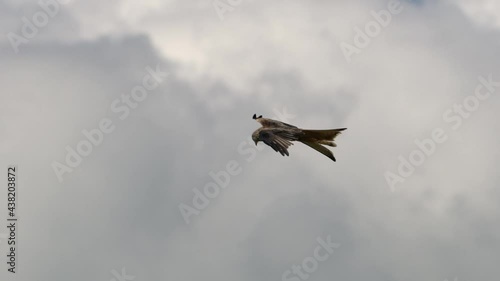 Cinematic slow motion shot of hovering ed milvus in the sky against clouds in background. Hunting after prey from air.Tracking shot. photo