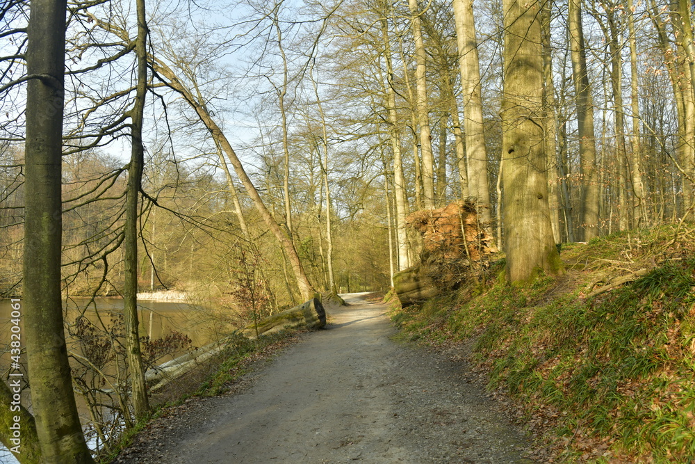 Naklejka premium Chemin étroit pour les randonnées en forêt entre les hêtres en forêt de Soignes à Groenendael au sud-est de Bruxelles