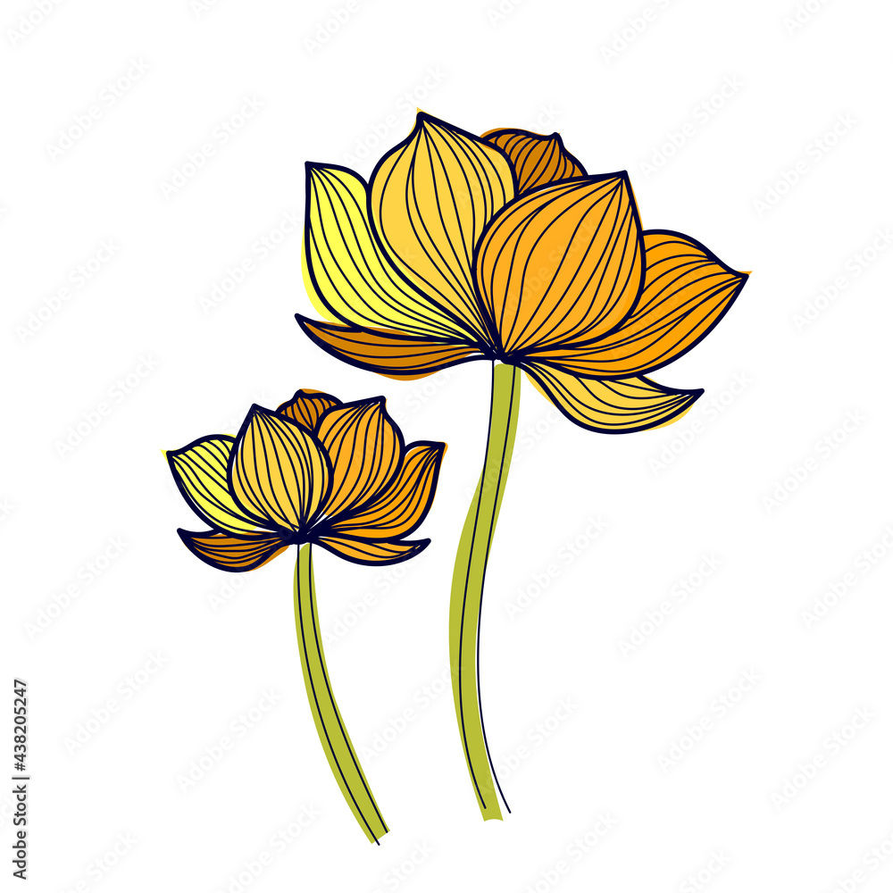 two yellow lotuses with dark veins