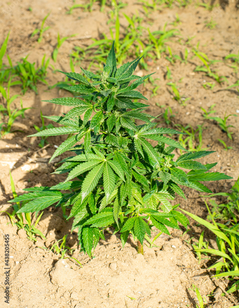 Marijuana plant outdoors inside a greenhouse Marijuana plant outdoors inside a greenhouse