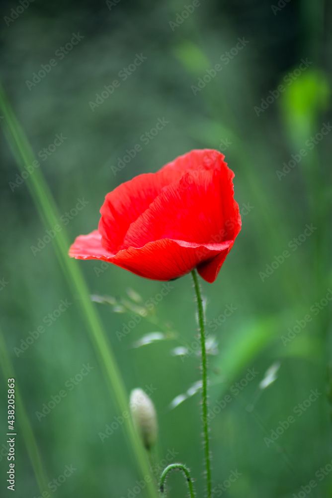 Obraz premium Closeup of one wild poppy in a meadow