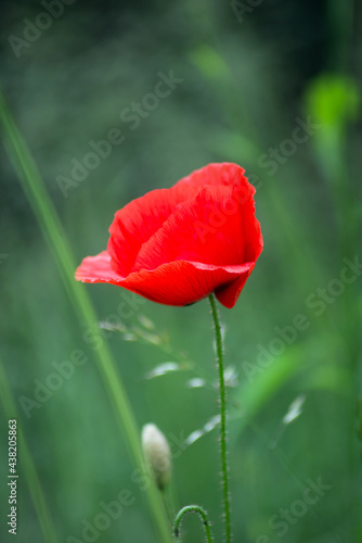 Closeup of one wild poppy in a meadow