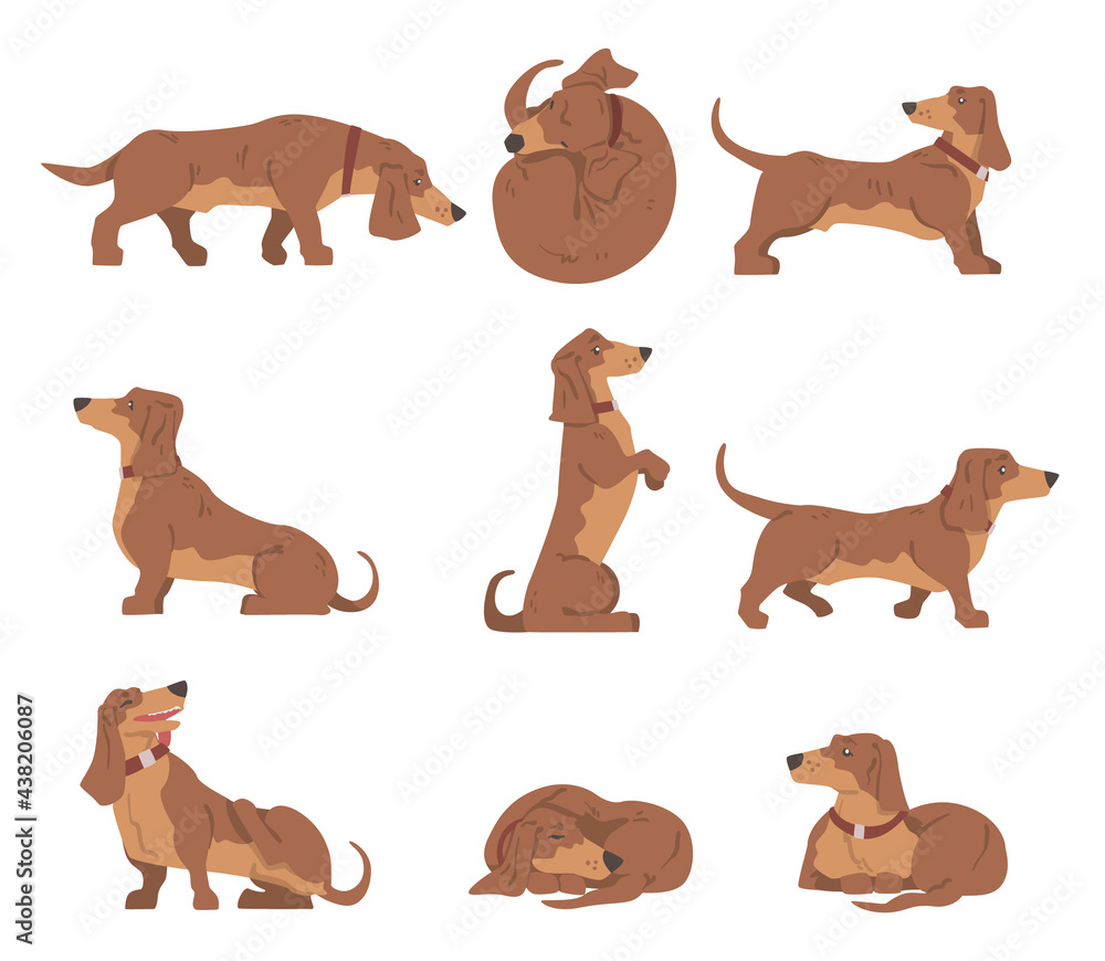 Dachshund or Badger Dog as Short-legged and Long-bodied Hound Breed with Collar in Different Poses Vector Set