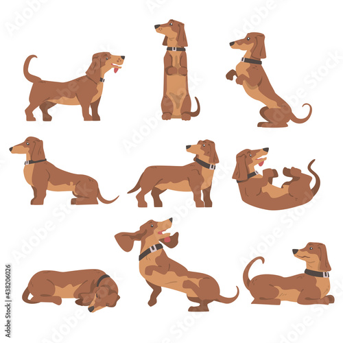Dachshund or Badger Dog as Short-legged and Long-bodied Hound Breed with Collar in Different Poses Vector Set